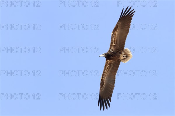 Egyptian Vulture (Neophron percnopterus)