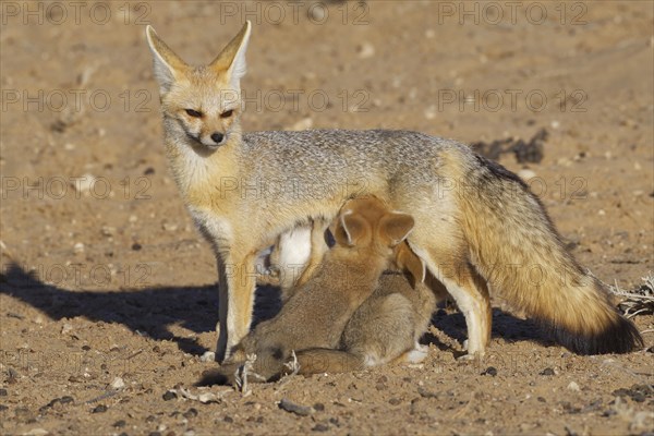 Cape foxes (Vulpes chama)