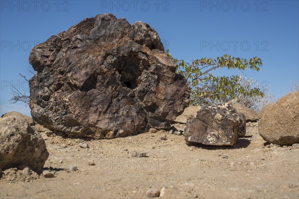 Petrified tree trunk