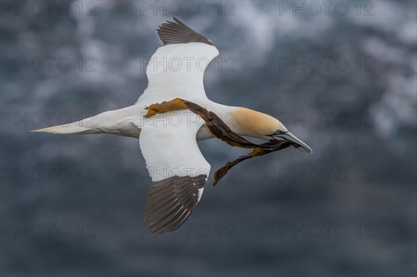 Northern Gannet (Morus bassanus)