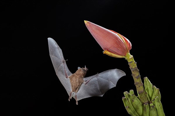 Pallas's long-tongued bat (Glossophaga soricina)