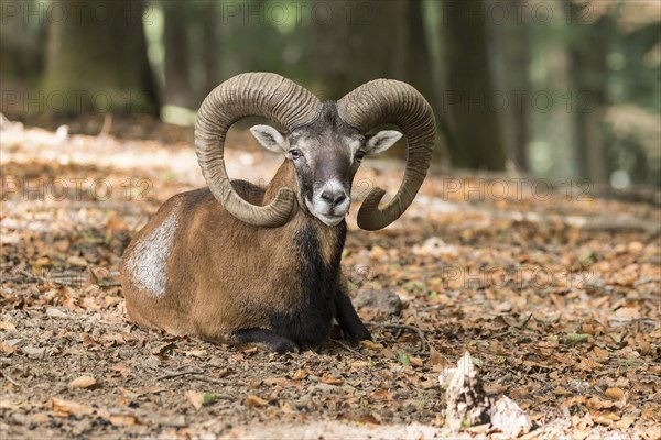 European mouflon (Ovis orientalis musimon)