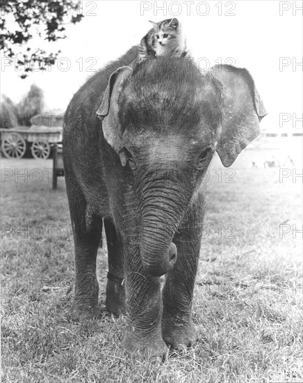 Kitten sits on elephant