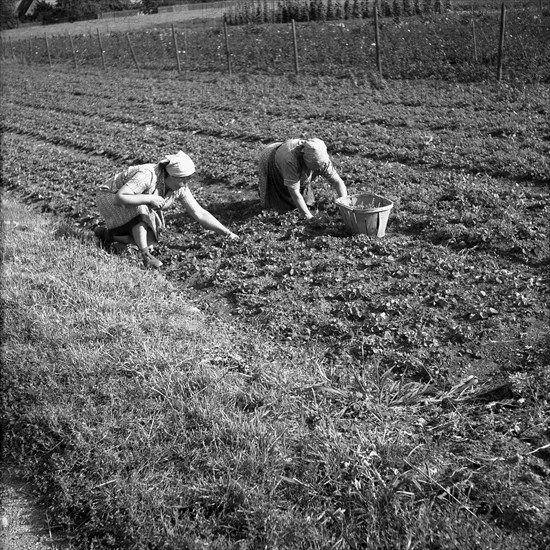 Women harvest vegetables