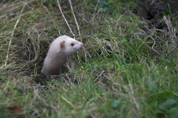 White Ferrets (Mustela putorius furo) looks from Kaninnchenbau