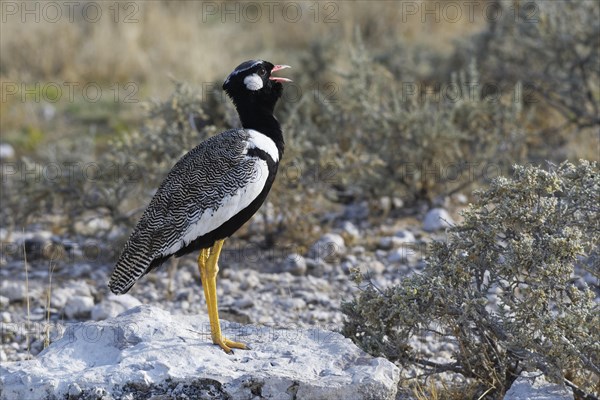 Northern black korhaan (Afrotis afraoides) on a block of stone