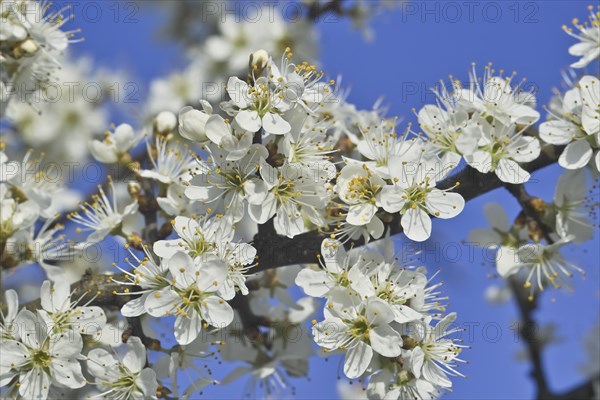 White blossoms