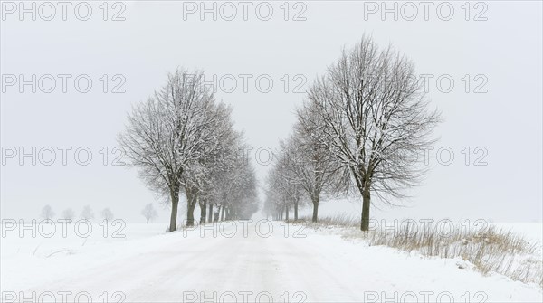 Snow-covered avenue in winter landscape