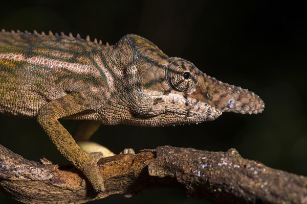 Rhinoceros chameleon (Furcifer rhinoceratus)