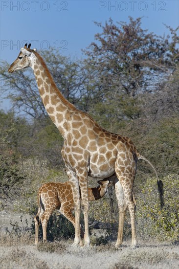 Angolan giraffes (Giraffa camelopardalis angolensis)