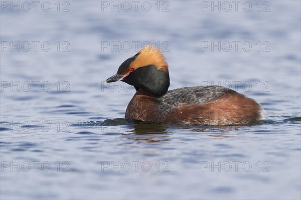 Horned Grebe (Podiceps auritus)