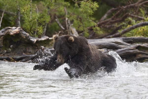 Kamchatka brown bear (Ursus arctos beringianus)