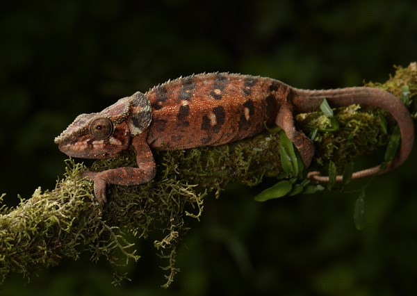 Malthe's chameleon (Calumma malthe)