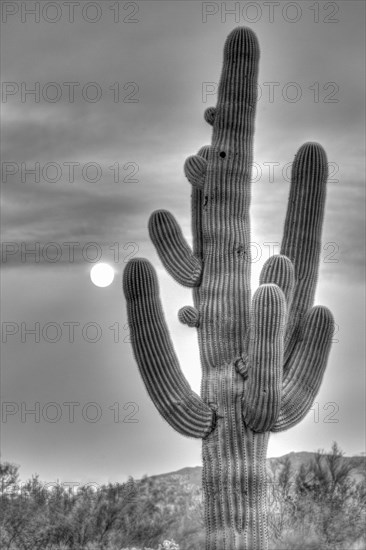 Saguaro (Carnegiea gigantea) with full moon
