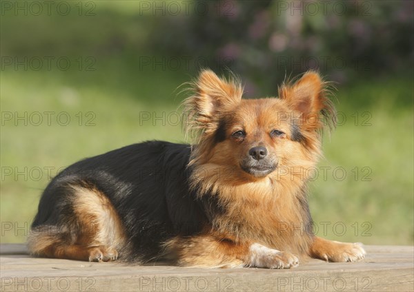 Papillon Yorkshire Mongrel