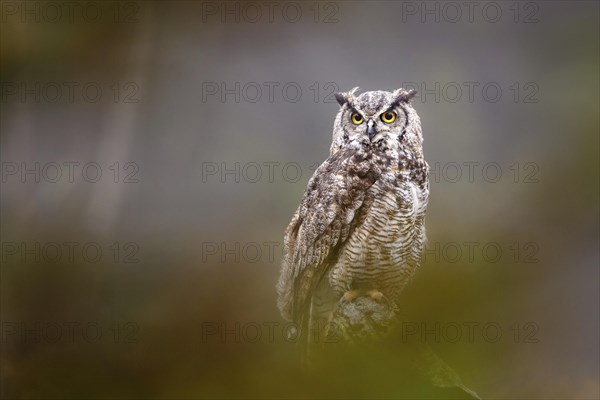 Great horned owl (Bubo virginianus)