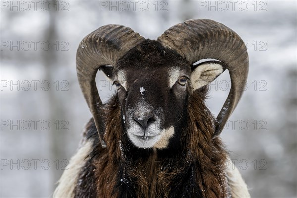 European mouflon (Ovis orientalis musimon)