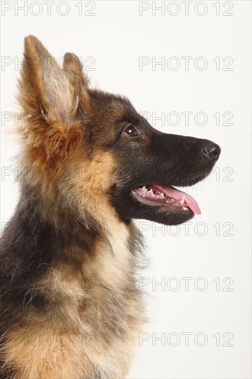 Old German Shepherd Dog