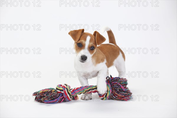 Jack Russell Terrier