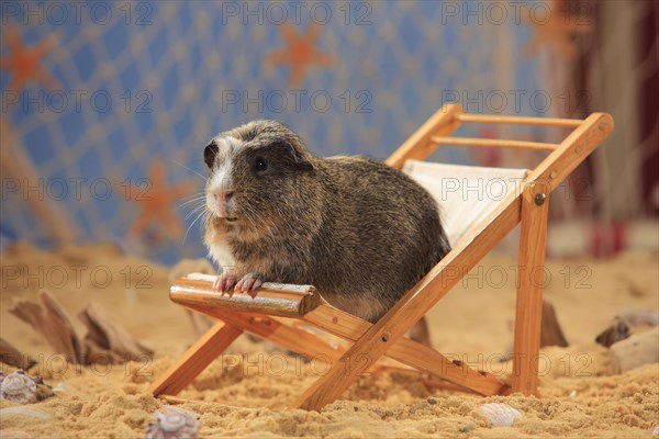 English Crested Guinea Pig