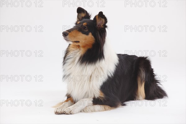 Longhair collie