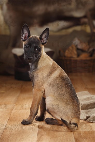 Malinois