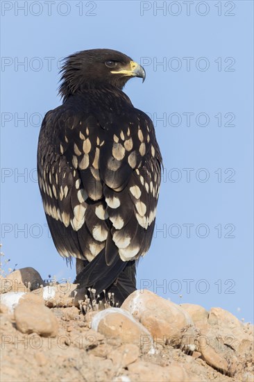 Greater Spotted Eagle (Clanga clanga)