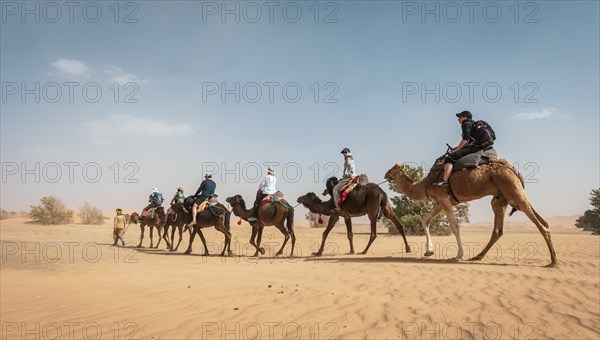 Caravan with dromedaries (Camelus dromedarius)