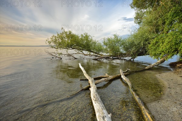 Untouched nature on the banks of the Muritz