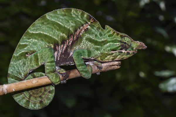 Biporn Chameleon (Furcifer balteatus)