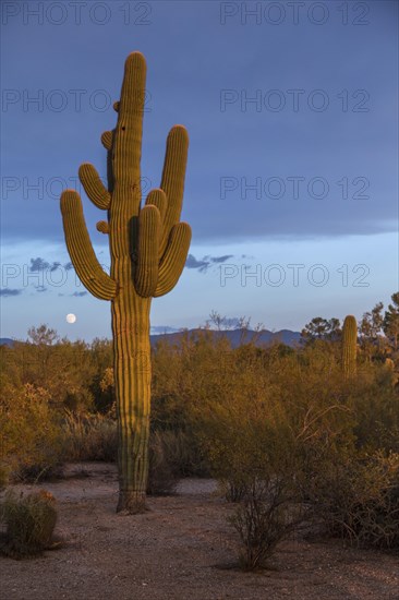 Saguaro in the evening light