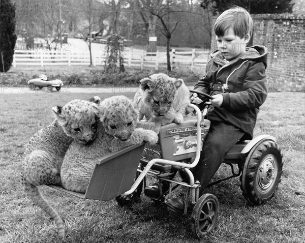 Three little lions in the toy gate