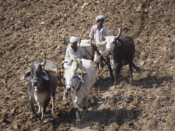 A farmer uses cattle and a plough made of wood for traditional agriculture on a field