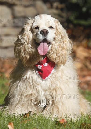 American Cocker Spaniel