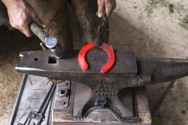 Farrier shapes a glowing horseshoe on an anvil