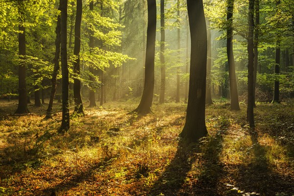 Natural deciduous forest of oak and beech trees on the Finne mountain range in the morning light