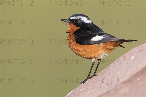 Moussier's Redstart (Phoenicurus moussieri)