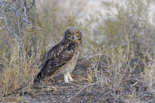 Spotted eagle-owl (Bubo africanus)