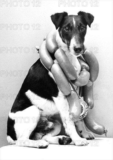 Dog with chain of sausage around his neck