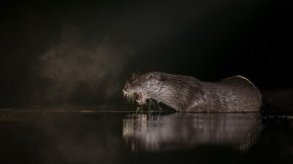 European otter (Lutra lutra) on night hunting in the water