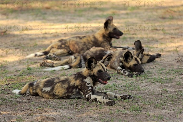 African wild dogs (Lycaon pictus)