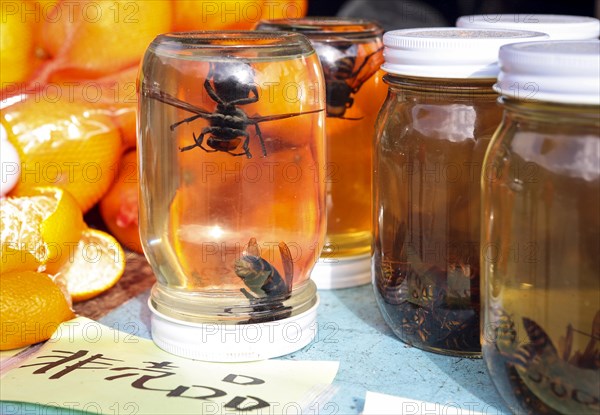 Sake pickled hornets next to honey pickled bees