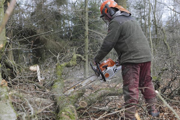 Fostarbeiter saws small tree trunk