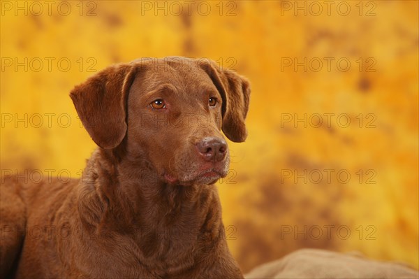 Chesapeake Bay Retriever