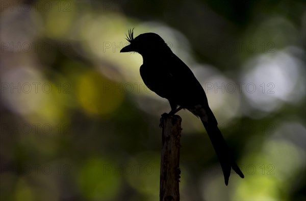 Gabelschwanzdrongo (Dicrurus adsimilis)