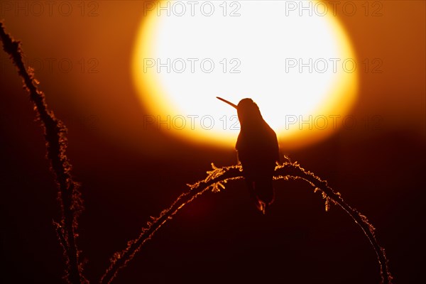 Magnificent Hummingbird (Eugenes fulgens) on a branch