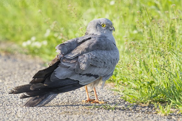 Montagu's Harrier (Circus pygargus)