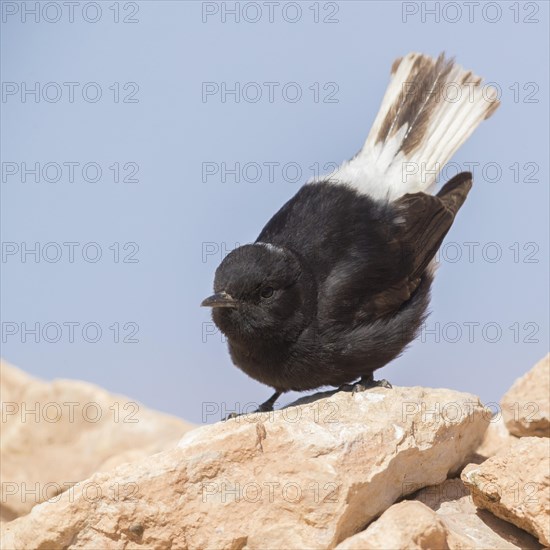 White-crowned Wheatear (Oenanthe leucopyga)