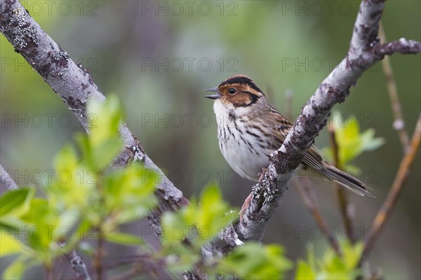 Little Bunting (Emberiza pusilla)