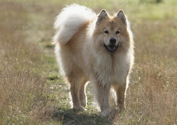 Eurasier